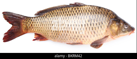 Frischer Fisch Karpfen auf weißem Hintergrund Stockfoto