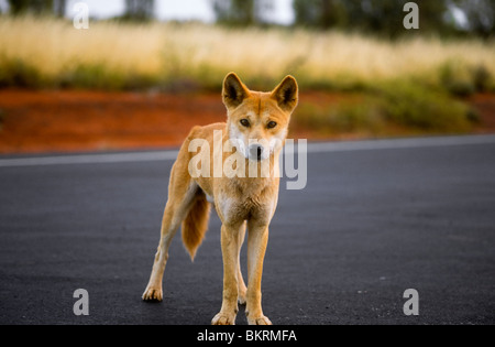 Dingo Stockfoto