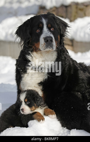 Berner Sennenhunde / Berner Sennenhunde Stockfoto