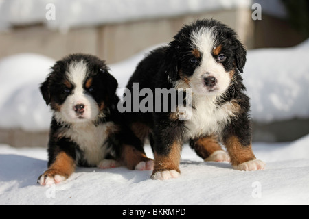 Berner Sennenhunde / Berner Sennenhunde Stockfoto