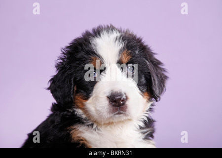 Berner Sennenhund Welpe / Berner Berg Hund Welpen Stockfoto