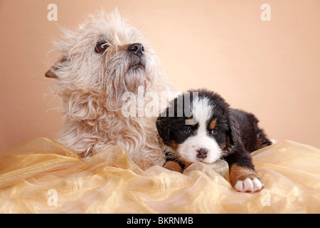 Cairn-Terrier Und Berner Sennenhund Welpe / Cairn und Berner Welpen Stockfoto