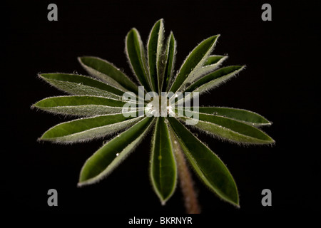 Junges Blatt einer Pflanze bedeckt mit Tau auf einem schwarzen Hintergrund. Stockfoto