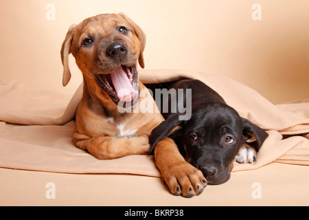 Tosa Inu Welpen / Tosa Inu Welpen Stockfoto