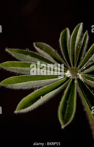 Junges Blatt einer Pflanze bedeckt mit Tau auf einem schwarzen Hintergrund. Stockfoto