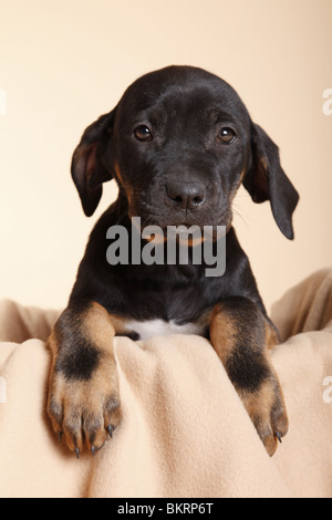 Tosa Inu Welpe / Tosa Inu Welpen Stockfoto