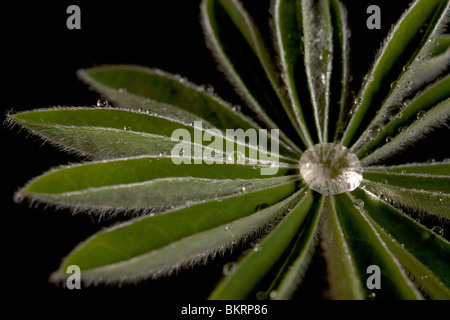 Junges Blatt einer Pflanze bedeckt mit Tau auf einem schwarzen Hintergrund. Stockfoto