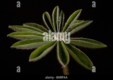 Junges Blatt einer Pflanze bedeckt mit Tau auf einem schwarzen Hintergrund. Stockfoto