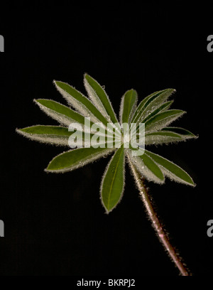 Junges Blatt einer Pflanze bedeckt mit Tau auf einem schwarzen Hintergrund. Stockfoto