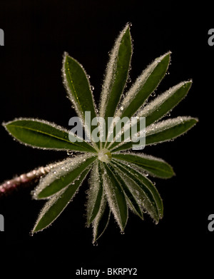 Junges Blatt einer Pflanze bedeckt mit Tau auf einem schwarzen Hintergrund. Stockfoto