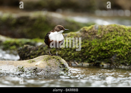 Dipper, weißer-throated (Cinclus Cinclus) stehend auf einem Felsblock Mitte stream Stockfoto