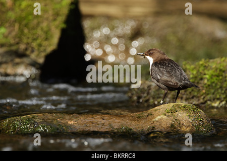 Dipper, weißer-throated (Cinclus Cinclus) stehend auf einem Felsblock Mitte stream Stockfoto