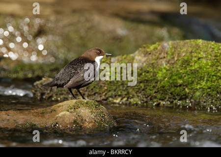 Dipper, weißer-throated (Cinclus Cinclus) stehend auf einem Felsblock Mitte Stream mit Grub im Schnabel Stockfoto