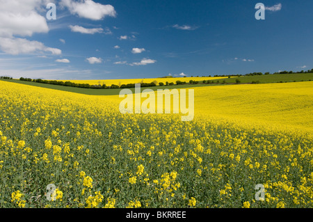 Rapsöl wächst in der South Downs National Park, Sussex, England Stockfoto