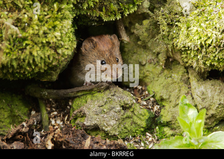 Rötelmaus (Clethrionomys Glareolus) am Eingang zu einem Hohlraum in der Wand Stockfoto