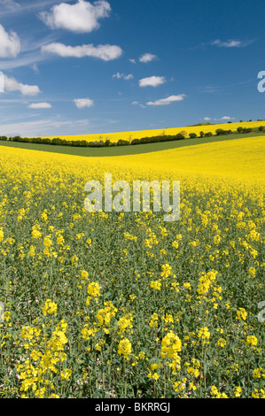 Rapsöl wächst in der South Downs National Park, Sussex, England Stockfoto