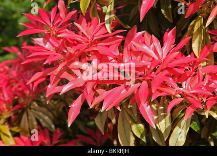 Pieris Stockfoto