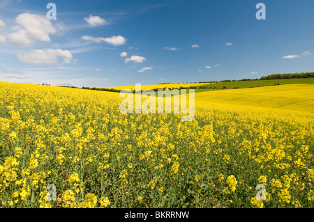 Rapsöl wächst in der South Downs National Park, Sussex, England Stockfoto