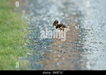 Nördlichen Kiebitz (Vanellus Vanellus) ein kleines Küken in prekäre Lage am Rand der Straße Stockfoto