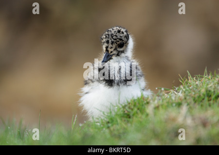 Nördlichen Kiebitz (Vanellus Vanellus) Küken Moorland-Gras Stockfoto