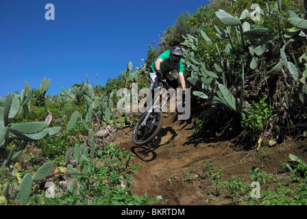 Ein downhill Mountainbiker reitet auf einer staubigen Kakteen gesäumt auf der spanischen Insel Teneriffa. Stockfoto