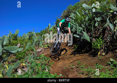 Ein downhill Mountainbiker reitet auf einer staubigen Kakteen gesäumt auf der spanischen Insel Teneriffa. Stockfoto