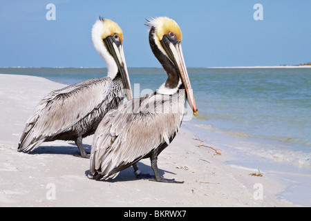 Erwachsenen amerikanischen Brown Pelican saß am Strand Stockfoto