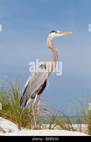 Great Blue Heron Stockfoto