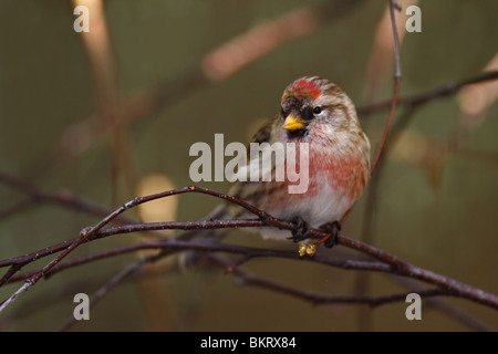 Acanthis Flammea, Common Redpoll, Stockfoto