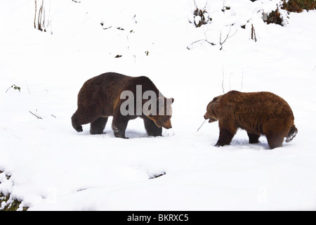 Braunbär Ursus Arctos Braunbär Stockfoto