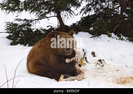 Braunbär Ursus Arctos Braunbär Stockfoto