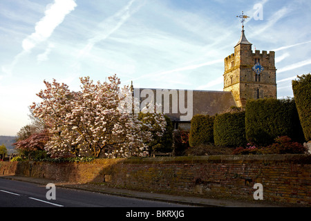 Magnolienbaum in voller Blüte an Brenchley Stockfoto