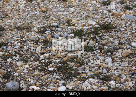 Flussregenpfeifer, Nest, Eiern, Charadrius, Dubius, Flußregenpfeifer Stockfoto