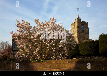 Magnolienbaum in voller Blüte an Brenchley Stockfoto