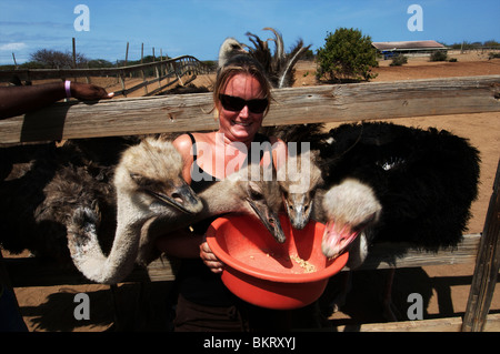 Curacao, ein Tourist Fütterung die Strauße auf der Straußenfarm. Stockfoto