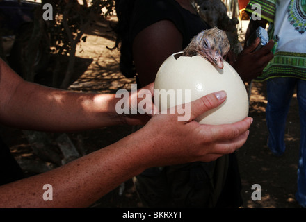 Curacao Straussenfarm Stockfoto