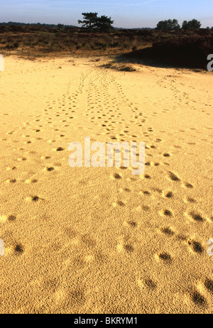 Sporen in Zand, Natuurreservaat Kalmthouter Heide, Kalmthout, België-Spuren im Sand, Kalmthouter Heide-Naturschutzgebiet, Kalmthout, Belgien Stockfoto