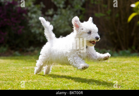 Bichon Frise Welpen spielen Stockfoto