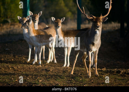 Damhirsch (Dama Dama). Männchen und Weibchen im zoo Stockfoto