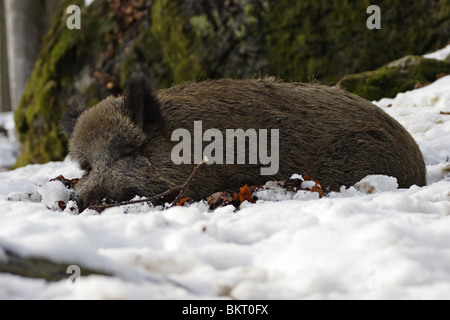 Wildschwein, Sus Scrofa, Wild, Wildschwein, Stockfoto