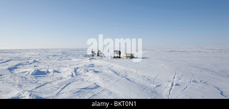 algid Amerika Tier Tierfell Tierhaut Tier Skinj Animalfur Tiere Antarktis Antarktis Antartic Arctic Arktis bliz Stockfoto