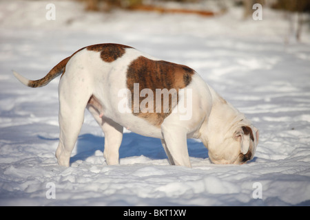 Amerikanische Bulldogge / American Bulldog Stockfoto