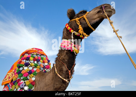 Kamel. Sam Sand Dunes National Park. In der Nähe von Jaisalmer. Rajasthan. Indien Stockfoto