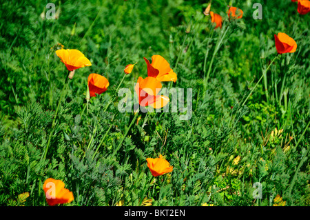 California golden Mohn Blumen. USA. Stockfoto