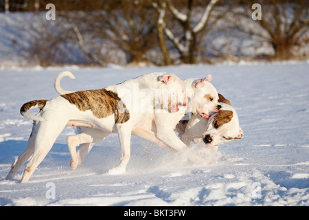 Spielender hörten Bulldogen / spielen American Bulldogs Stockfoto