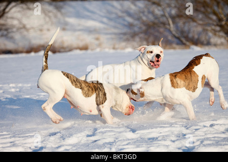 Spielender hörten Bulldogen / spielen American Bulldogs Stockfoto