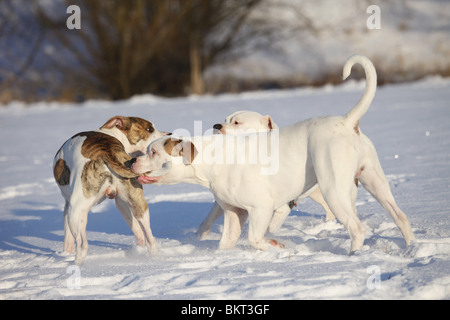 Spielender hörten Bulldogen / spielen American Bulldogs Stockfoto