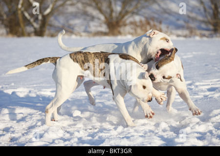 Spielender hörten Bulldogen / spielen American Bulldogs Stockfoto