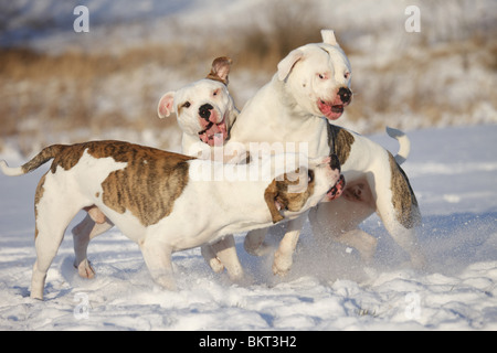 Spielender hörten Bulldogen / spielen American Bulldogs Stockfoto