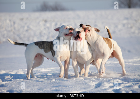 Spielender hörten Bulldogen / spielen American Bulldogs Stockfoto